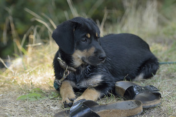 Welpe liegt auf Schuhen