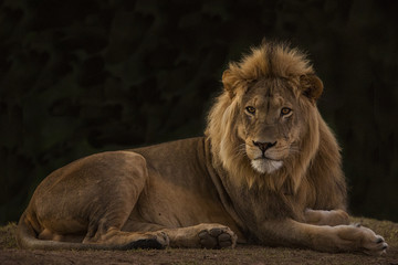 Obraz na płótnie Canvas Lion Portrait