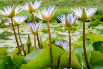 purple lotus flowers