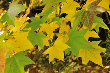 兵庫県高砂市・秋のカエデ・紅葉・グラデーション