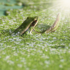 Green Frog calling in a pond surrounded by duckweed