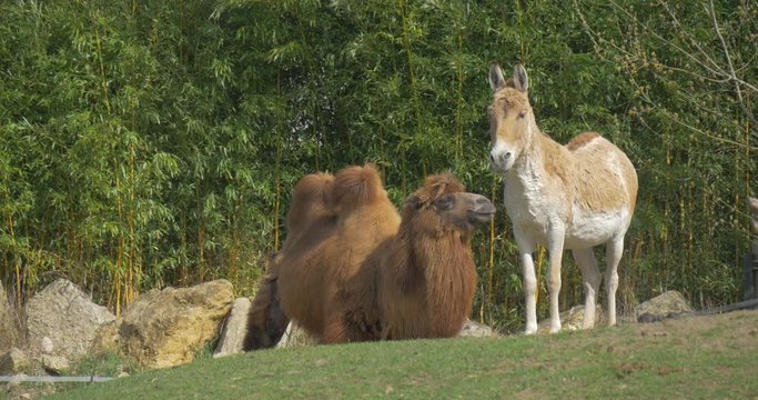 Exotic Animals in Zoo.