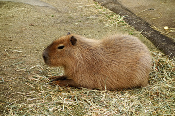  カピバラ 