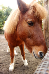 Fototapeta premium horse