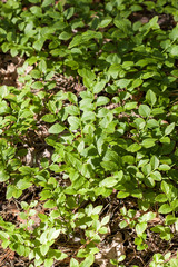 Blueberry bush background close up.