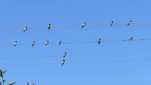 Many swallows sitting on a wire