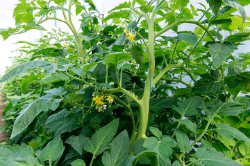 Growing tomatoes in the greenhouse. The technology of drip irrigation in greenhouse.