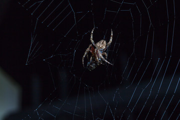 Spider with insect