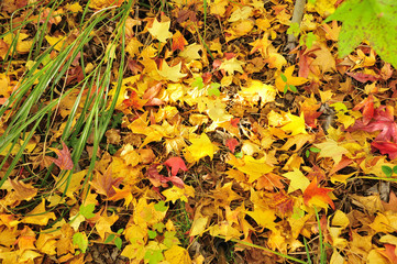 兵庫県高砂市・秋のカエデ・紅葉・グラデーション
