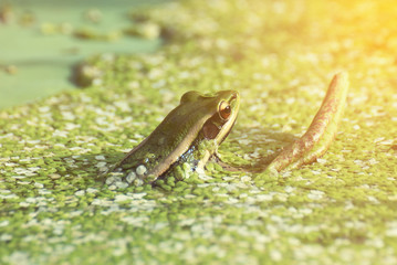 Green Frog calling in a pond surrounded by duckweed