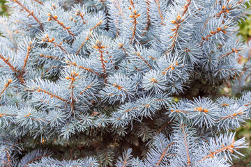sapin bleu, épicéa bleu, épinette bleue, épicéa bleu du Colorado 