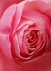 Rose background and texture