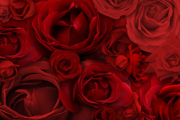Rose background and texture