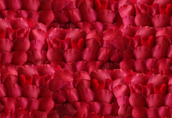 Obraz premium Rose Petal background