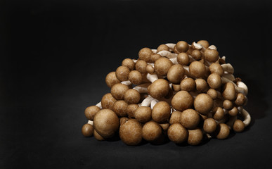 Shimeji mushrooms on black background