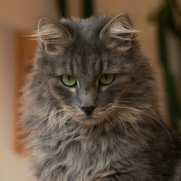 Grey long-haired cat being sulky Stock Photo | Adobe Stock