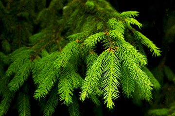 Green Fir tree branch