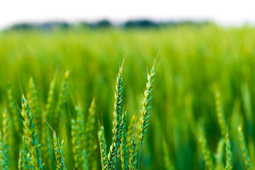 Spikes of barley against the background of green field