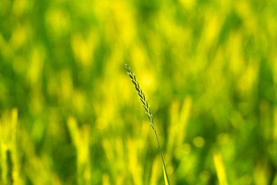 Wheat field in the rays of the evening sun