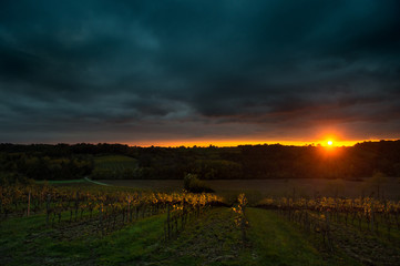 Thunderstorm with sunset in grape field.