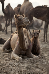 Fototapeta premium Camels