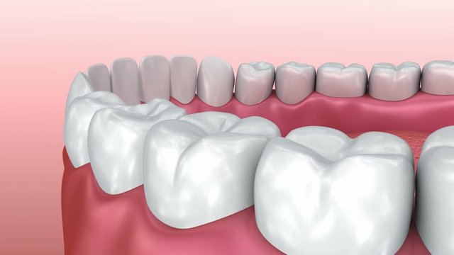 Mouth gum and teeth. Medically accurate tooth 3D animation.
