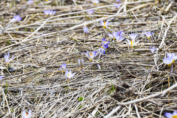 Purple flowers in the dry grass