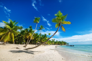 Obraz premium beach on Saona Island in the Caribbean
