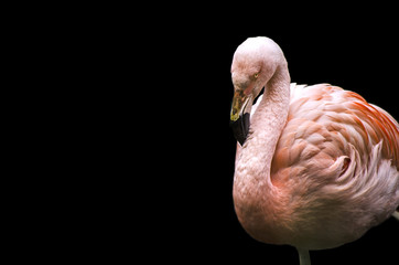 Flamingo on Black Background