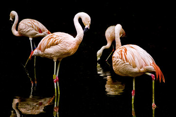 Group of Flamingos