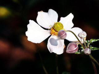 Naklejka na ściany i meble Anemone hupehensis var. japonica (japanese anemone, thimbleweed, windflower) 