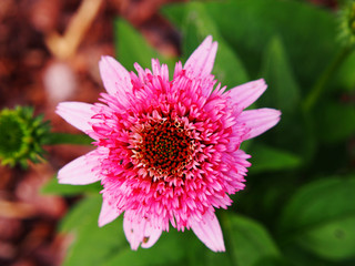 Obraz premium Pink double flowered Coneflower - Echinacea 'Butterfly Kisses' 