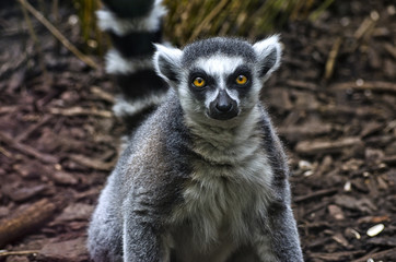 Ring Tailed Lemur