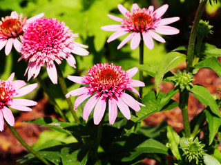 Pink double flowered Coneflower - Echinacea 'Butterfly Kisses'  