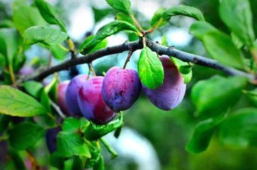 Papier Peint photo Lavable Lilas Слива