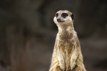 Meerkat with dark background