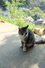 Obraz premium 猫の島 香川県 男木島 豊玉姫神社 にて
