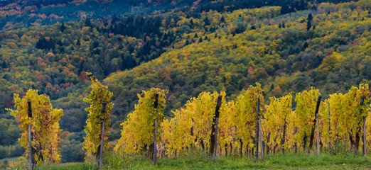 Fototapeta premium The yellow vines in the fall, Alsace, France