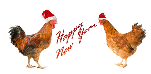 Rooster and hen isolated on a white background. Rooster and hen on New year postcard. Rooster, symbol of New 2017 - according to Chinese calendar Year of red fiery cock.