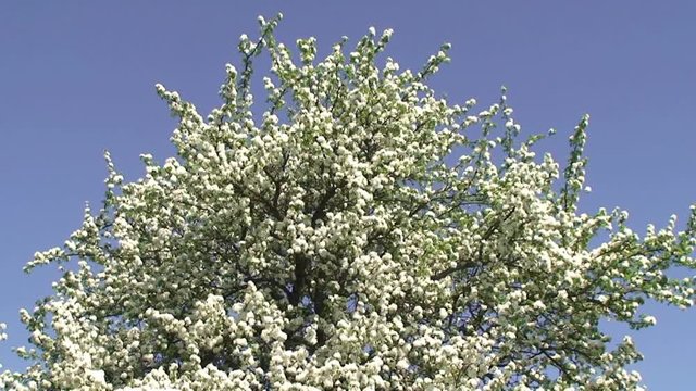 Vom Wind bewegte Blütenpracht am alten Birnbaum