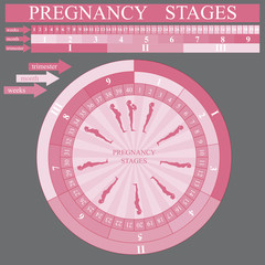 Woman Pregnancy stages, vector