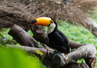 Naklejka premium Great hornbill in rainforest