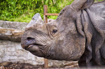 Obraz premium Rhinoceros