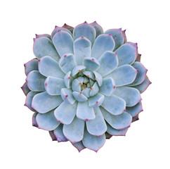 Miniature succulent plants isolated