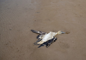 dead bird