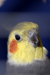 Cockatiel