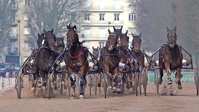 Horse racing, French Trotter, harness racing at racecourse, Caen, Normandy, France
