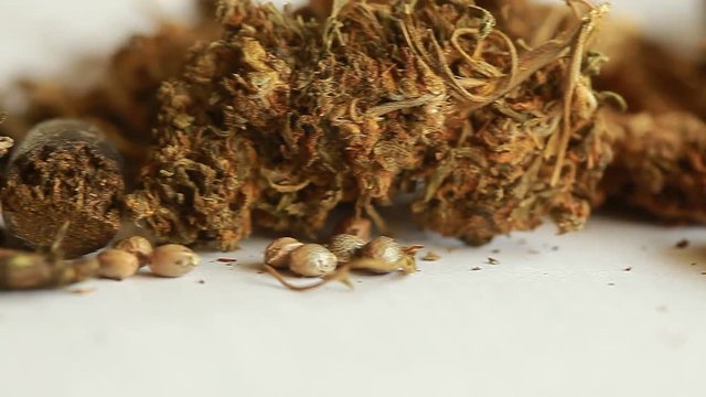 Indian hemp and hashish. ganja marijuana Himalayan