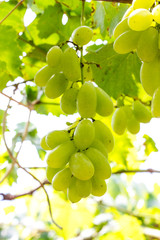 Bunches of red wine grapes hanging on the wine in late afternoon sun