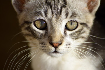 Kitten Gray and White 